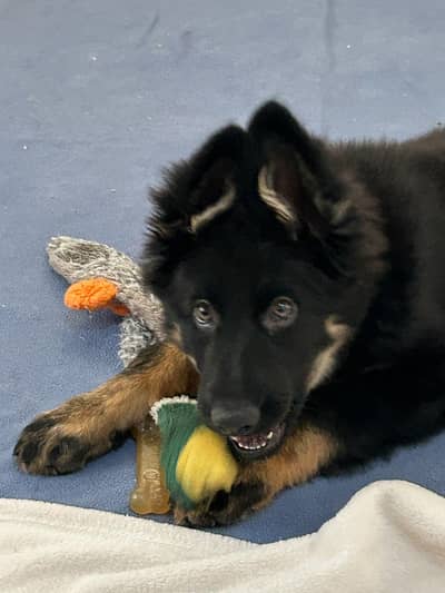 working line DDR German shepherd pup