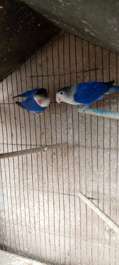 violet df blue 2 confirm pair