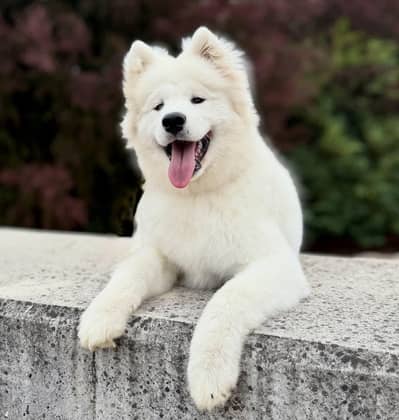 The Giant Samoyed puppy available