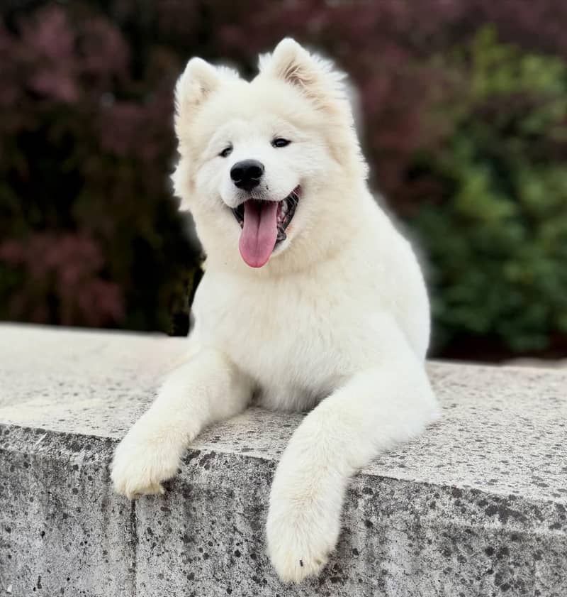 The Giant Samoyed puppy available - Dogs - 1110940395