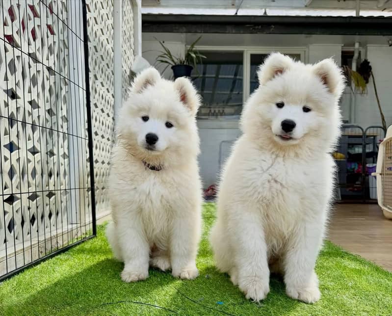 The Giant Samoyed puppy available - Dogs - 1110940395