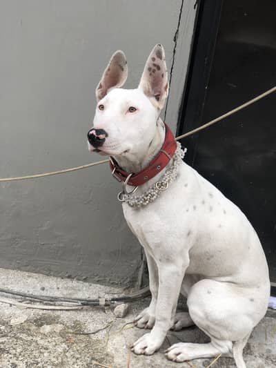 Guitar female available