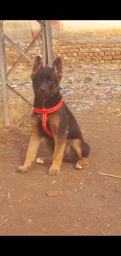 Alsatian female for sale age 3 month