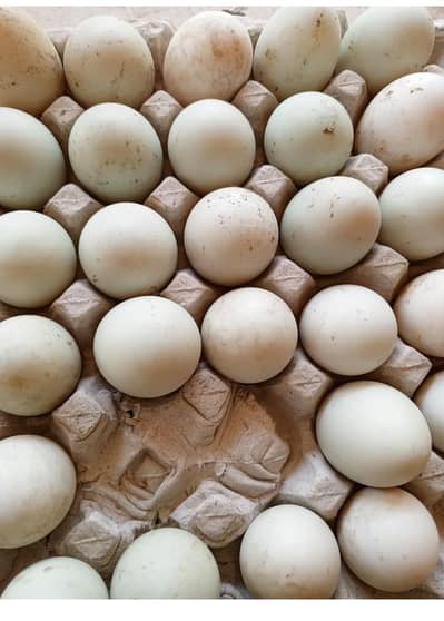 Ducks Eggs are available at Faisalabad