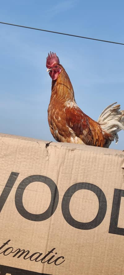 healthy and active ghar ka pala hova mashallah