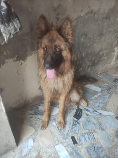 German shepherd long coat male for sale