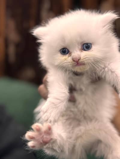 Persian kittens triple coat punch face