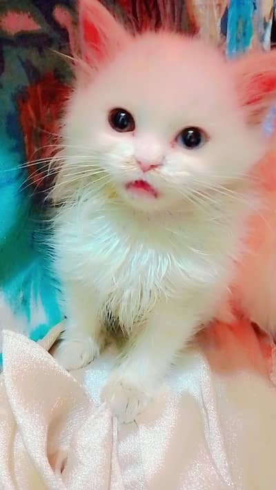 Persian kittens available litter trained very play full