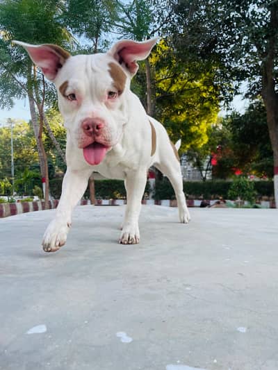 American bully (vaccinated)