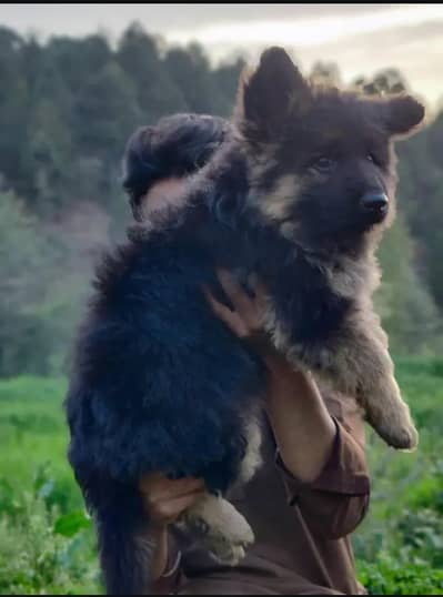 German shepherd Long coat puppy