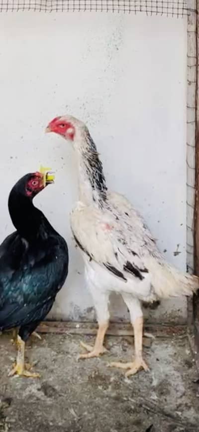 German O Shamo\ female peak quality female