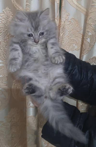 2 Months Old Male Kitten -  Ash Grey & White - Friendly - Home Loving