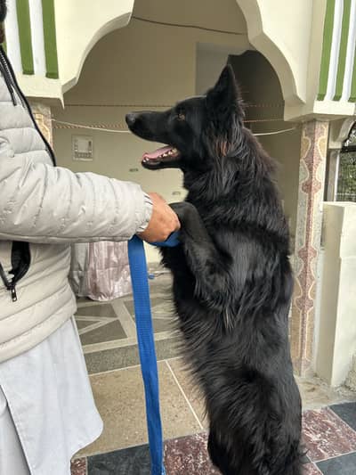 german shepherd long coat