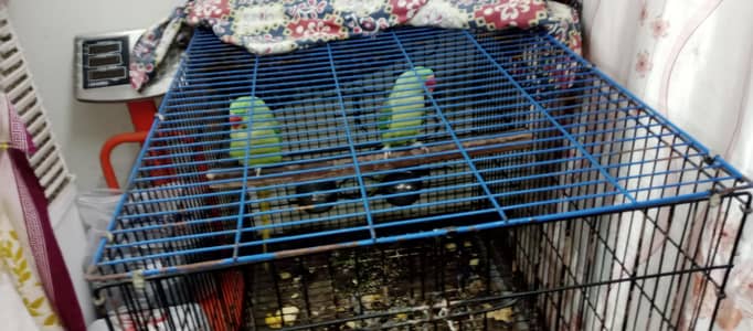 I AM SELLING RAW PARROT
