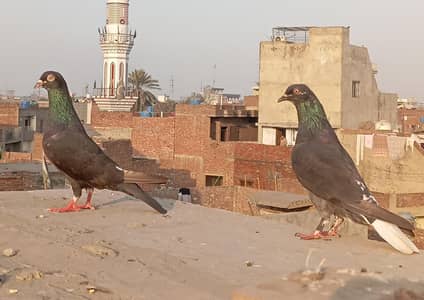 Piegons Breeder pair