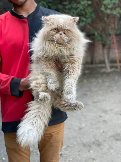 Persian Cat male Extreme punch