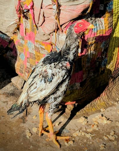 aseel mainwali patha or murghi for sale