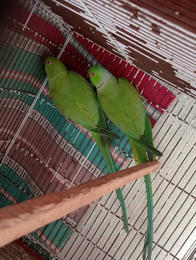 breedr pair with 2 chicks