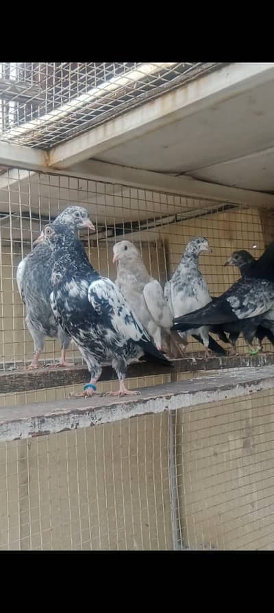 prwazi bachy for sale