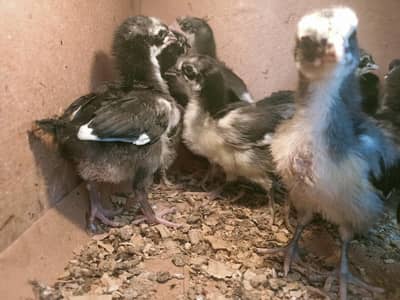 Australorp chiks available