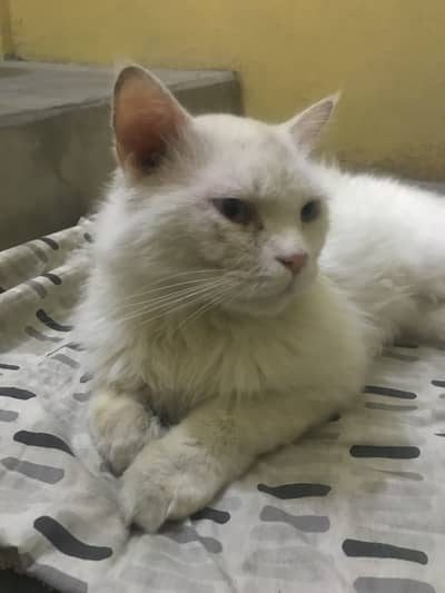 "Turkish Angora Cat for Sale - Rs 10,000 | karachi