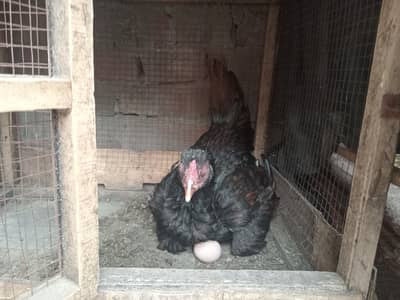 kurak kurak murgi 03362008389