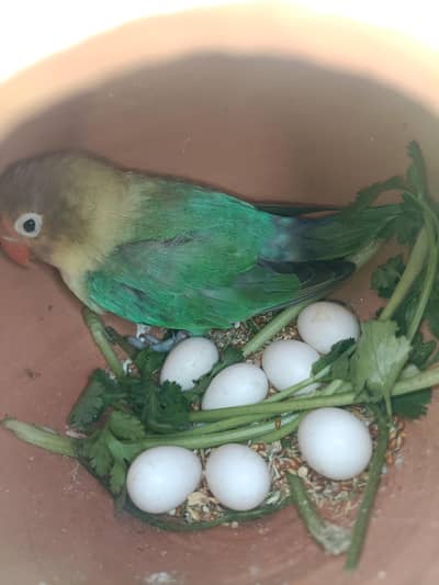Love birds l breader Pairs