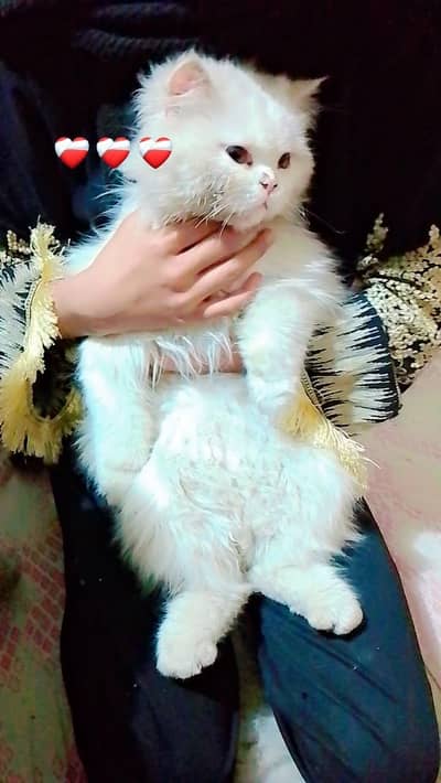 Persian cat brown eyes