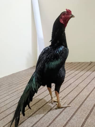 Mushka lassani Aseel