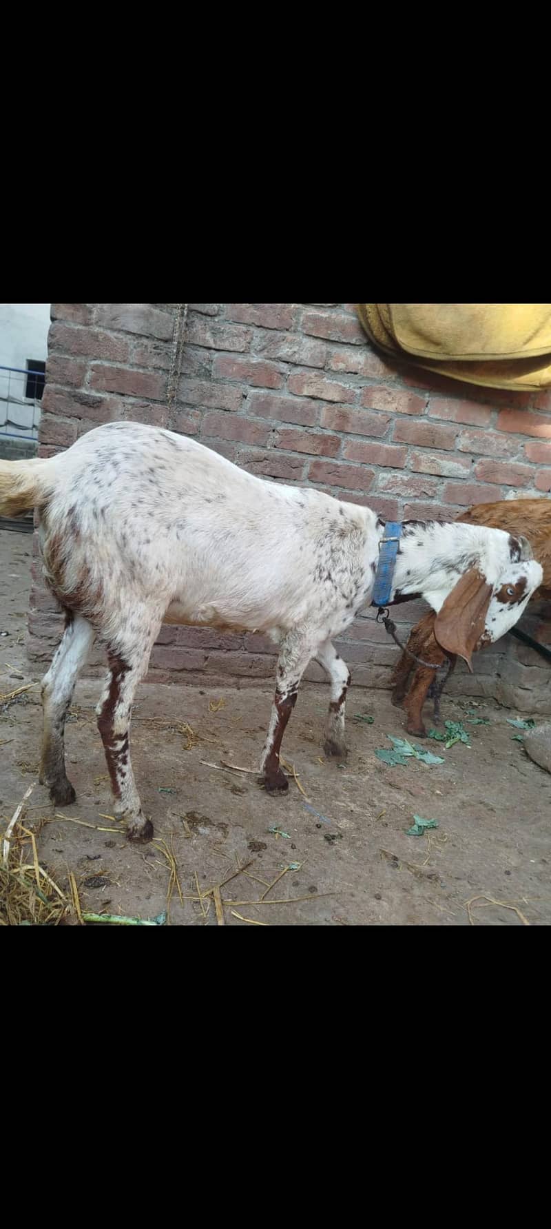 میل فی میل 1