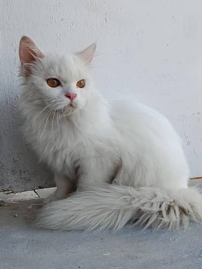White Russian Cat with black eyes