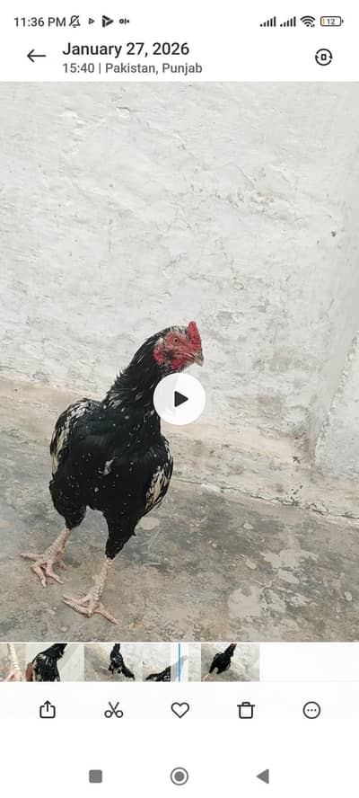 high quality patha only use for breed for sale and exchange possible