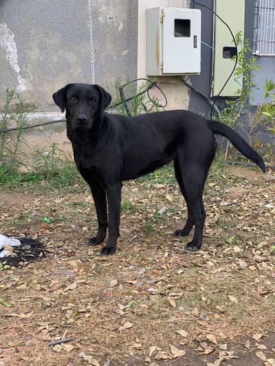 lab female for urgent sale