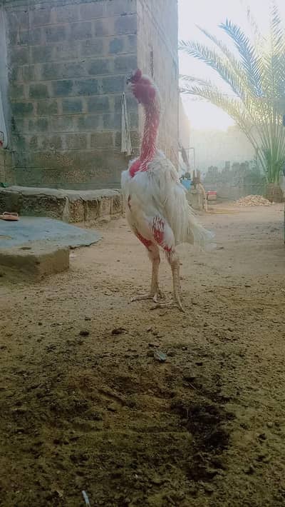 aseel Hira for sale  15k video available