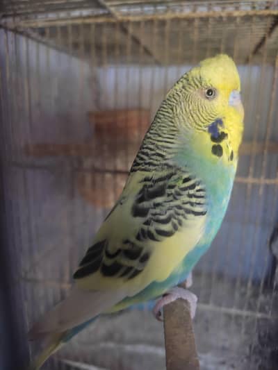 Budgies King Male