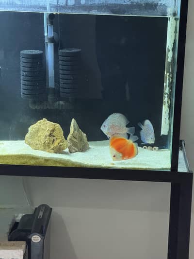 Discus Fish Available