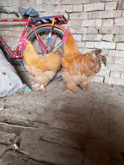 Heavy Buff Breed for sale. . . . !