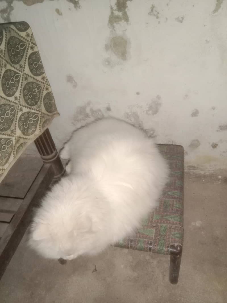 persian 3code panch face 0