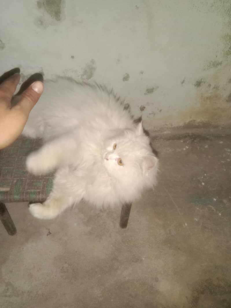 persian 3code panch face 2