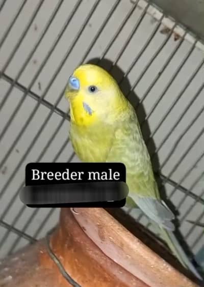 Budgie and lovebirds