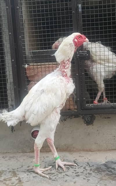 Paper white trio price