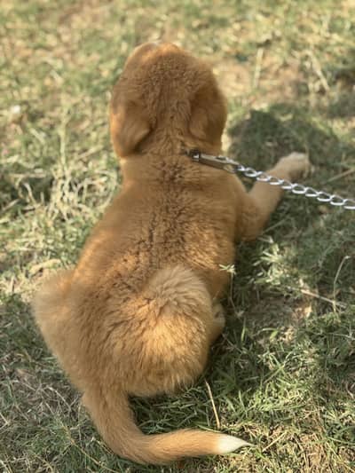 german shepherd puppy sor sale