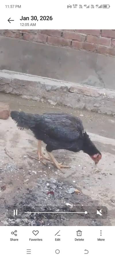 mianwali k murge ha eggs da rhe ha bilkul low price ma