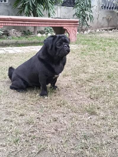 Black pug male