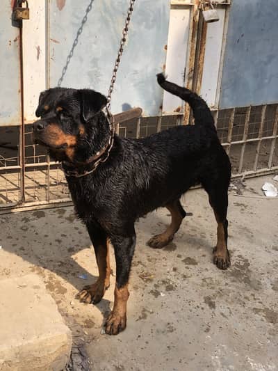Rottweiler female healthy and active