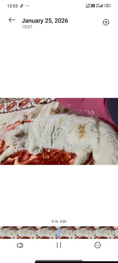 vaccination record is available . pure purrsian and himaliyan cross