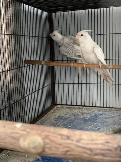 Whiteface cinnamon pearl pied and pearl pied split fallow cocktail