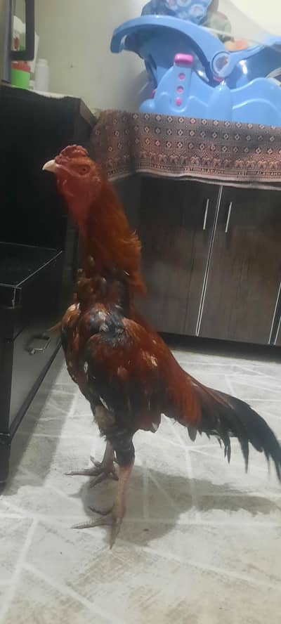 pelay madari read add