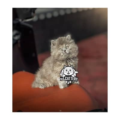 Persian British punch face piki face kitten cat available