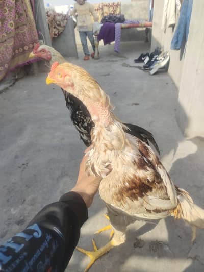 Pela aseel purani nassal ma sa ha white eyes long hight Ghar ka patha